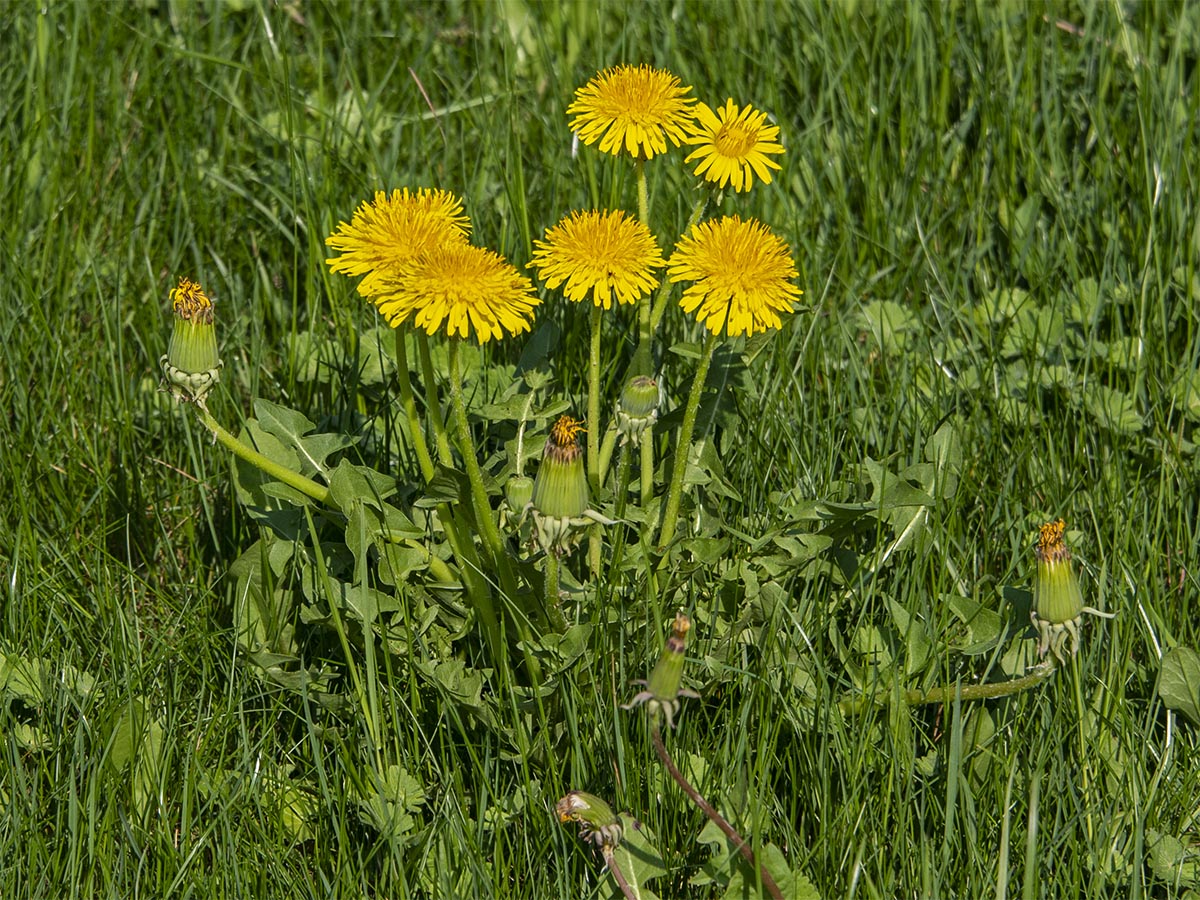 Taraxacum gesamt